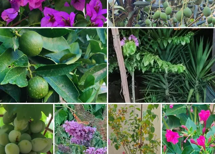 Garden Dina With Free Parking * Split