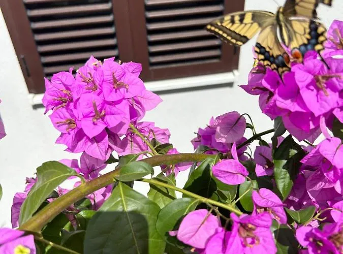 Garden Dina With Free Parking * Split