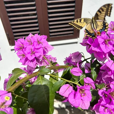 Garden Dina With Free Parking * Split